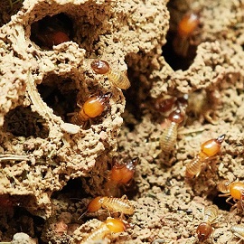 Wood Boarder Control Services Image